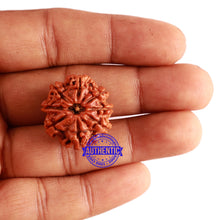 Load image into Gallery viewer, 8 Mukhi Nepalese Rudraksha - Bead No. 261
