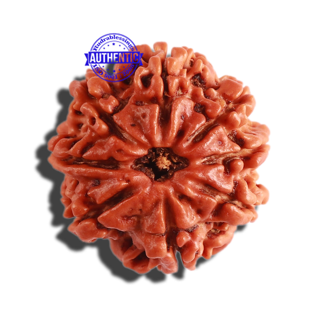 8 Mukhi Nepalese Rudraksha - Bead No. 261