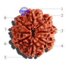 Load image into Gallery viewer, 8 Mukhi Nepalese Rudraksha - Bead No. 261
