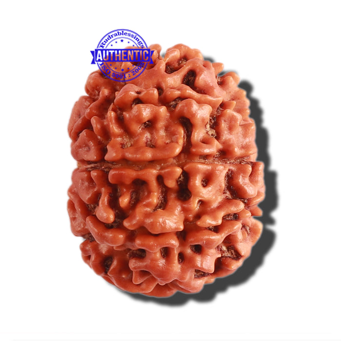 8 Mukhi Nepalese Rudraksha - Bead No. 261