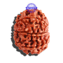 Load image into Gallery viewer, 8 Mukhi Nepalese Rudraksha - Bead No. 261
