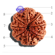 Load image into Gallery viewer, 8 Mukhi Nepalese Rudraksha - Bead No. 263

