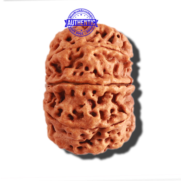 8 Mukhi Nepalese Rudraksha - Bead No. 263