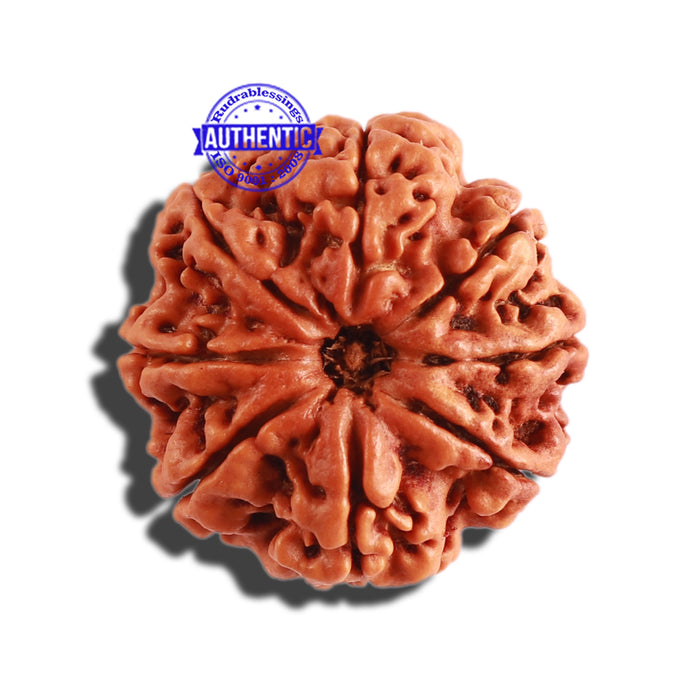 8 Mukhi Nepalese Rudraksha - Bead No. 264