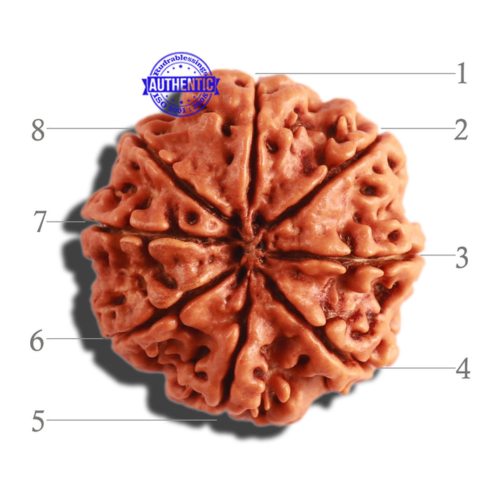 8 Mukhi Nepalese Rudraksha - Bead No. 264