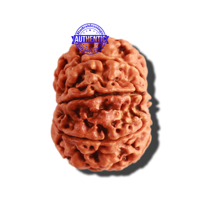 8 Mukhi Nepalese Rudraksha - Bead No. 264