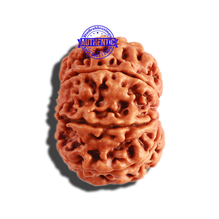 8 Mukhi Nepalese Rudraksha - Bead No. 264