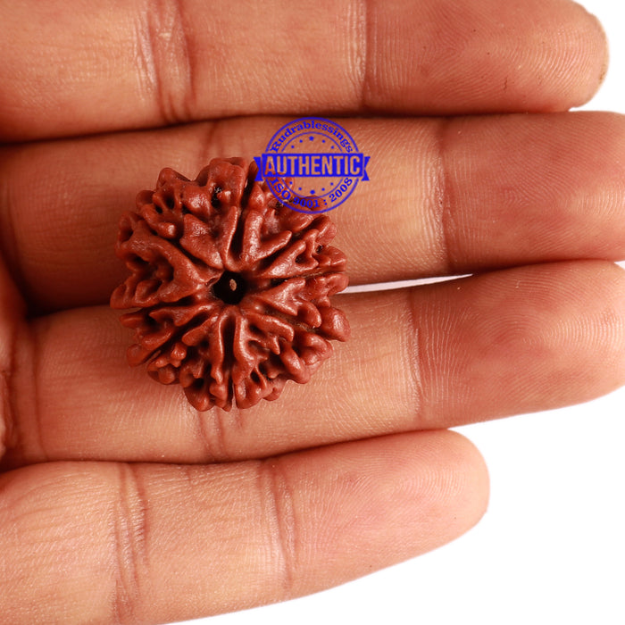 8 Mukhi Nepalese Rudraksha - Bead No. 265