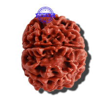 Load image into Gallery viewer, 8 Mukhi Nepalese Rudraksha - Bead No. 265
