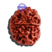 Load image into Gallery viewer, 8 Mukhi Nepalese Rudraksha - Bead No. 265
