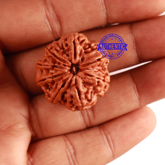 8 Mukhi Nepalese Rudraksha - Bead No. 266