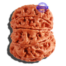 Load image into Gallery viewer, 8 Mukhi Nepalese Rudraksha - Bead No. 266
