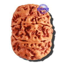 Load image into Gallery viewer, 8 Mukhi Nepalese Rudraksha - Bead No. 267
