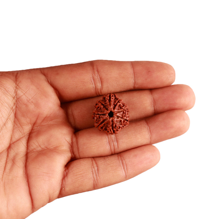 8 Mukhi Nepalese Ganesha Rudraksha - Bead No. 270