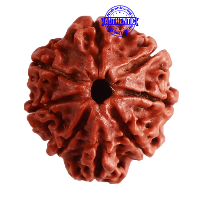 8 Mukhi Nepalese Ganesha Rudraksha - Bead No. 270