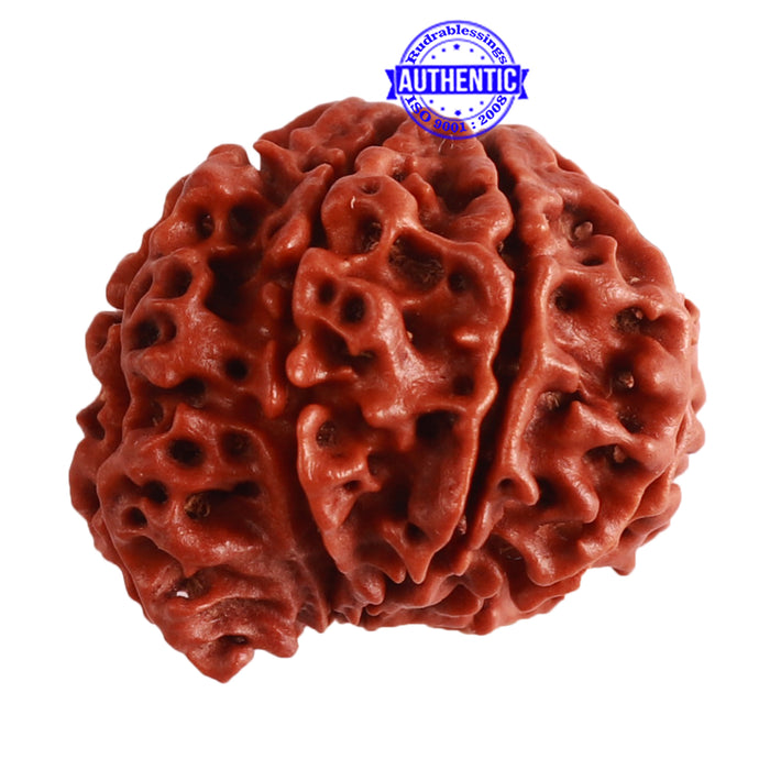 8 Mukhi Nepalese Ganesha Rudraksha - Bead No. 270