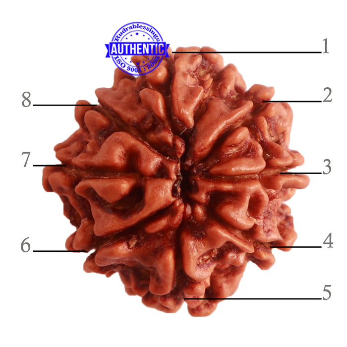 8 Mukhi Nepalese Rudraksha - Bead No. 272