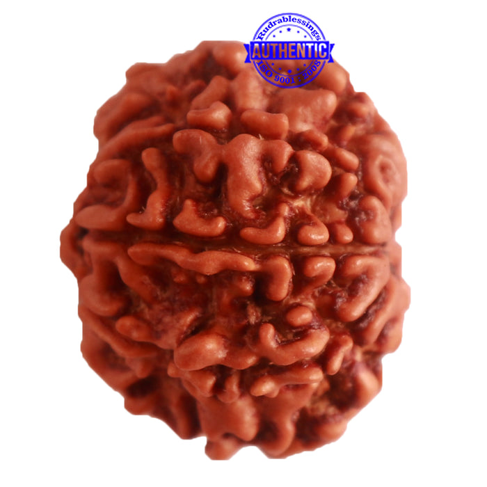 8 Mukhi Nepalese Rudraksha - Bead No. 272