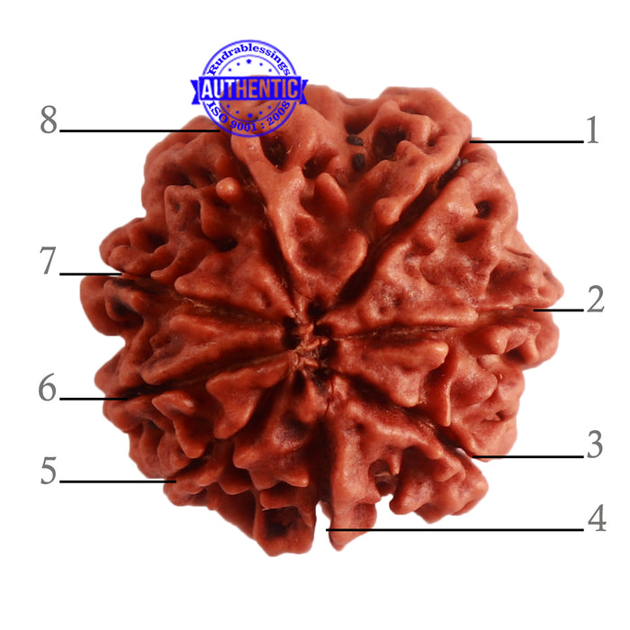 8 Mukhi Nepalese Rudraksha - Bead No. 273