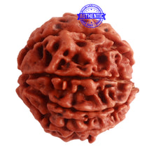 Load image into Gallery viewer, 8 Mukhi Nepalese Rudraksha - Bead No. 273
