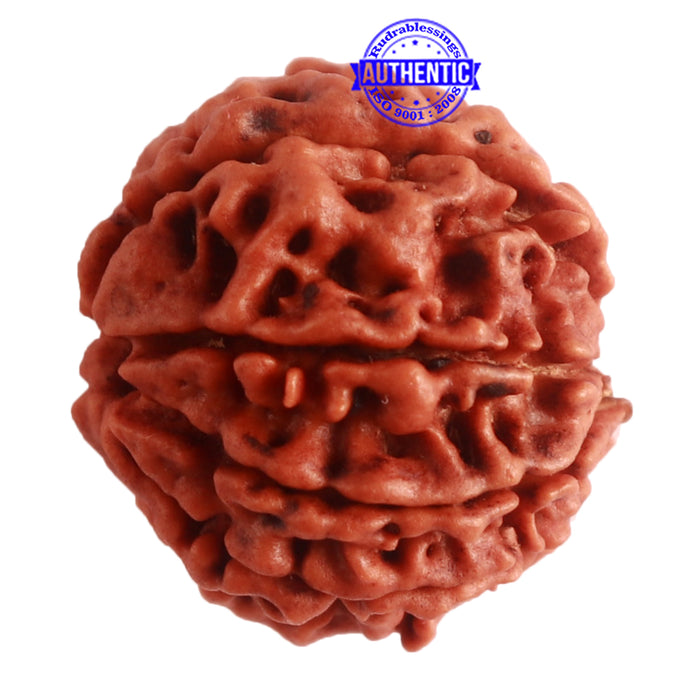 8 Mukhi Nepalese Rudraksha - Bead No. 273