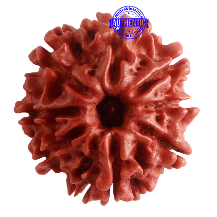 8 Mukhi Nepalese Rudraksha - Bead No. 274