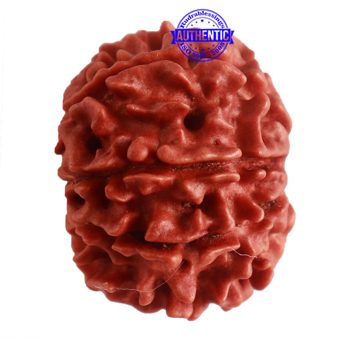 8 Mukhi Nepalese Rudraksha - Bead No. 274