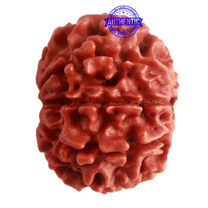 8 Mukhi Nepalese Rudraksha - Bead No. 274