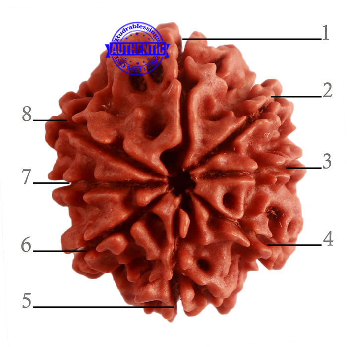 8 Mukhi Nepalese Rudraksha - Bead No. 275