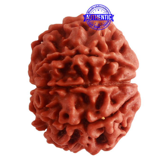 8 Mukhi Nepalese Rudraksha - Bead No. 275