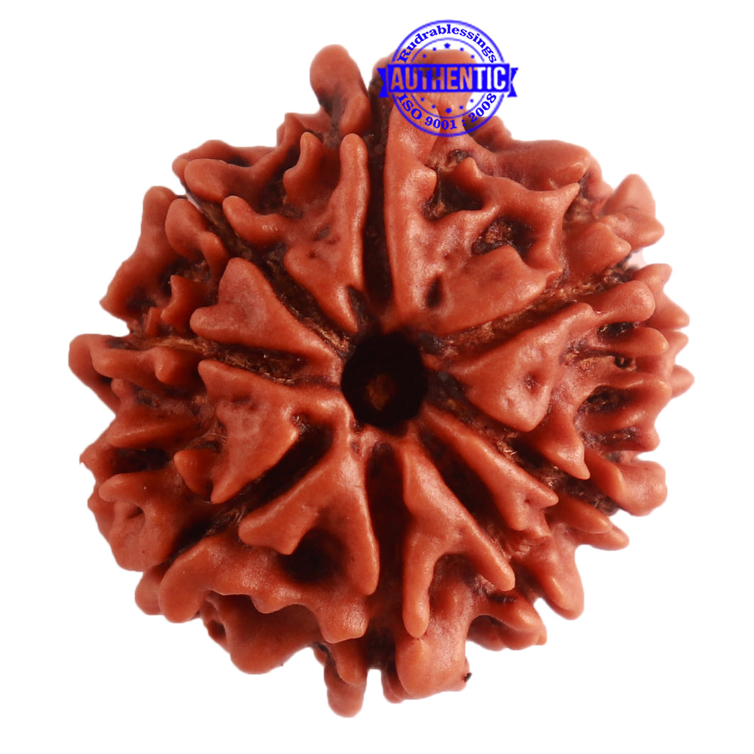 8 Mukhi Nepalese Rudraksha - Bead No. 276