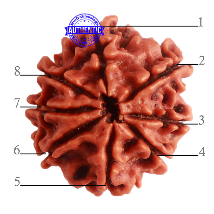 8 Mukhi Nepalese Rudraksha - Bead No. 276