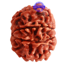 Load image into Gallery viewer, 8 Mukhi Nepalese Rudraksha - Bead No. 276

