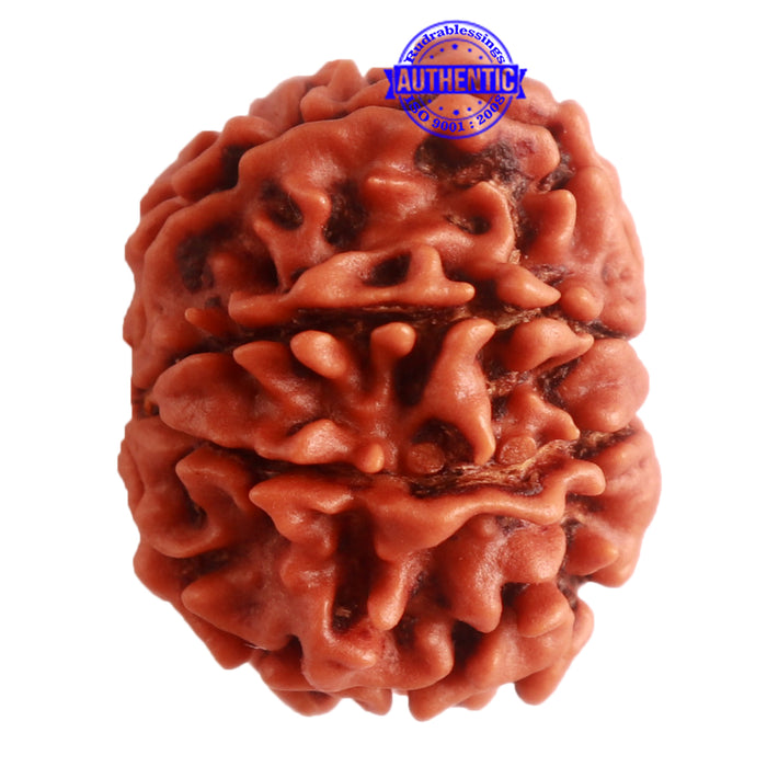 8 Mukhi Nepalese Rudraksha - Bead No. 276