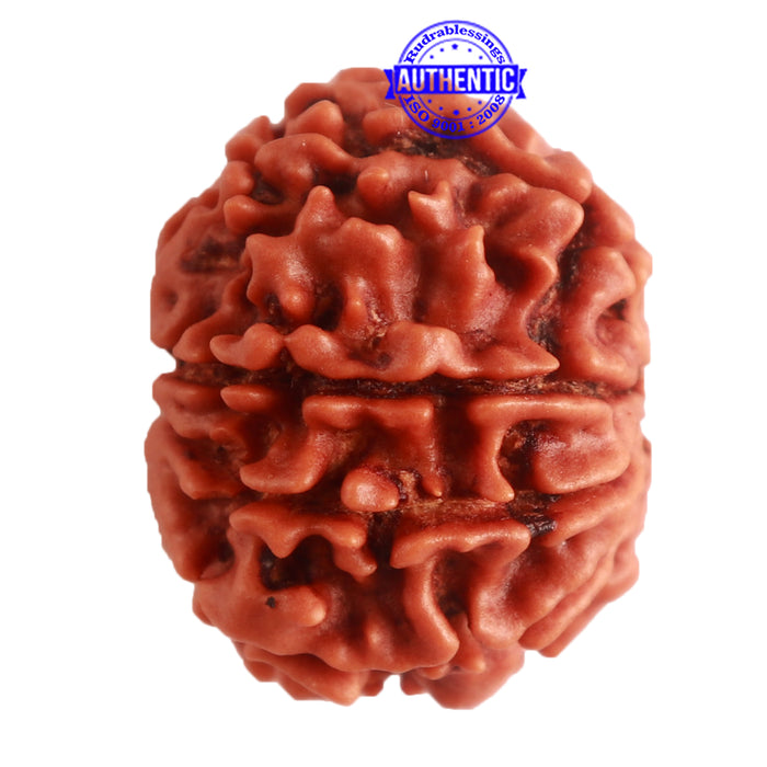 8 Mukhi Nepalese Rudraksha - Bead No. 276