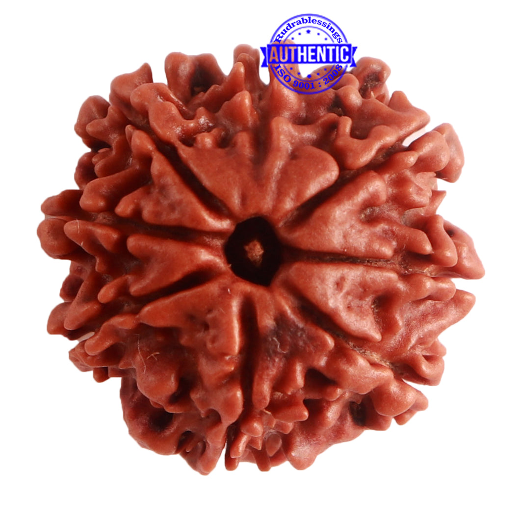8 Mukhi Nepalese Rudraksha - Bead No. 277