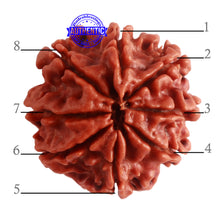 Load image into Gallery viewer, 8 Mukhi Nepalese Rudraksha - Bead No. 277
