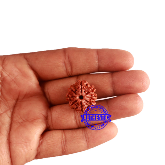 8 Mukhi Nepalese Rudraksha - Bead No. 278