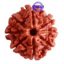 Load image into Gallery viewer, 8 Mukhi Nepalese Rudraksha - Bead No. 278
