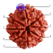 Load image into Gallery viewer, 8 Mukhi Nepalese Rudraksha - Bead No. 278
