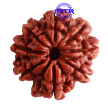 Load image into Gallery viewer, 8 Mukhi Nepalese Rudraksha - Bead No. 279
