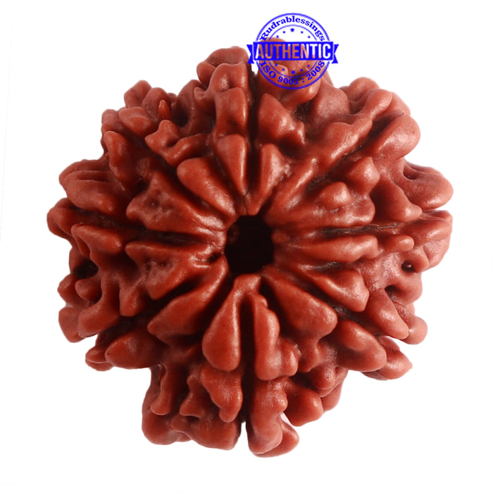 8 Mukhi Nepalese Rudraksha - Bead No. 279
