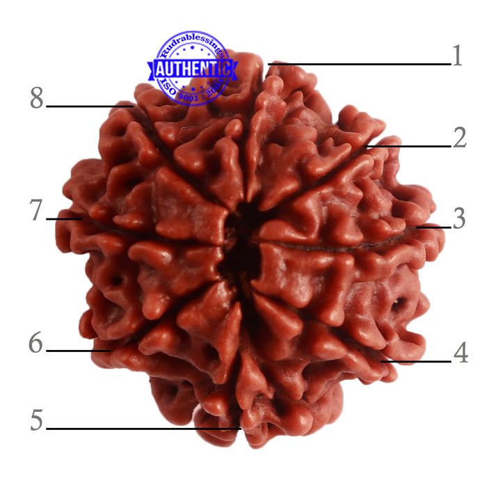 8 Mukhi Nepalese Rudraksha - Bead No. 279