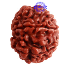 Load image into Gallery viewer, 8 Mukhi Nepalese Rudraksha - Bead No. 279
