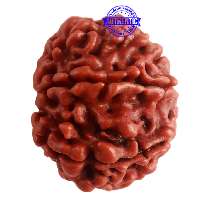 8 Mukhi Nepalese Rudraksha - Bead No. 279