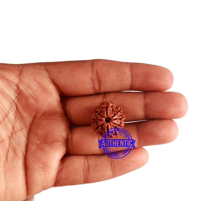 8 Mukhi Nepalese Rudraksha - Bead No. 280
