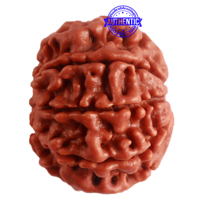 8 Mukhi Nepalese Rudraksha - Bead No. 280