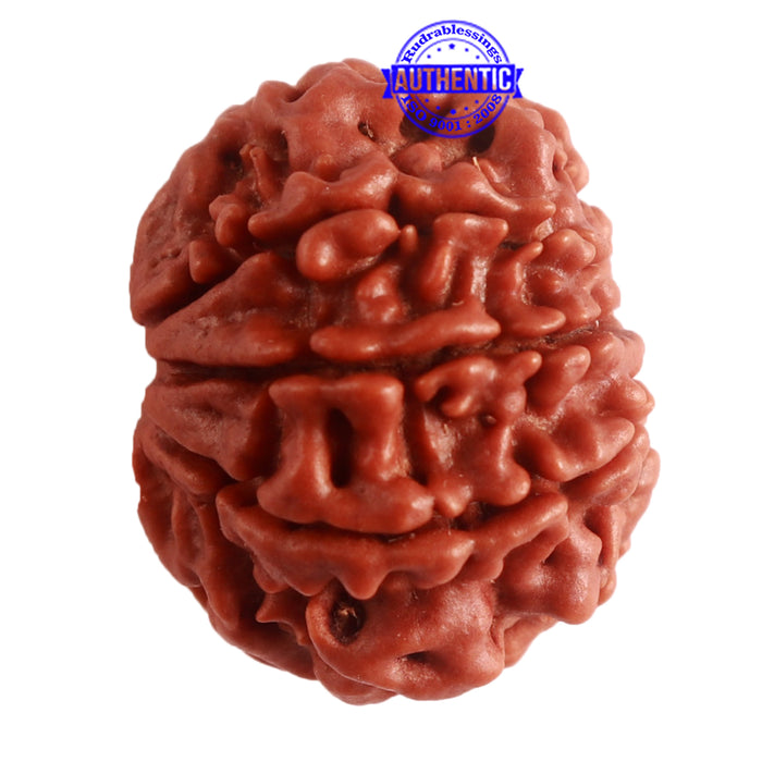 8 Mukhi Nepalese Rudraksha - Bead No. 280