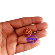 Load image into Gallery viewer, 8 Mukhi Nepalese Rudraksha - Bead No. 281
