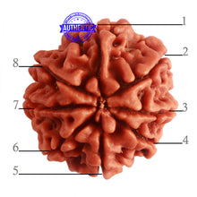 Load image into Gallery viewer, 8 Mukhi Nepalese Rudraksha - Bead No. 281
